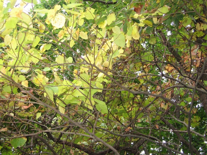 f:id:atarou:20111009055024j:image