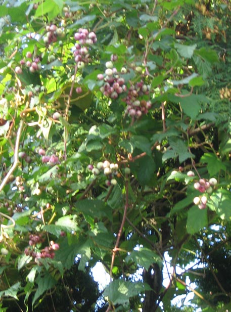 f:id:atarou:20111009061134j:image