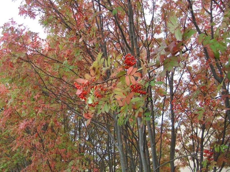 f:id:atarou:20111009063345j:image
