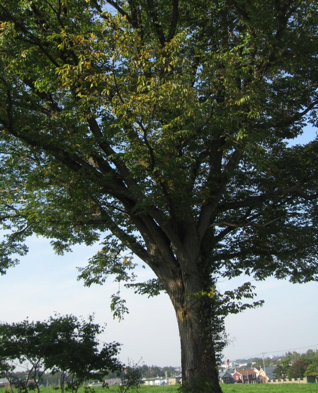 f:id:atarou:20111010054750j:image