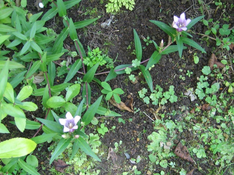 f:id:atarou:20111010060250j:image