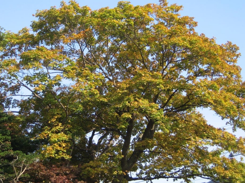 f:id:atarou:20111010063653j:image