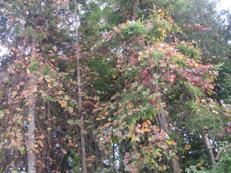 f:id:atarou:20111011062144j:image