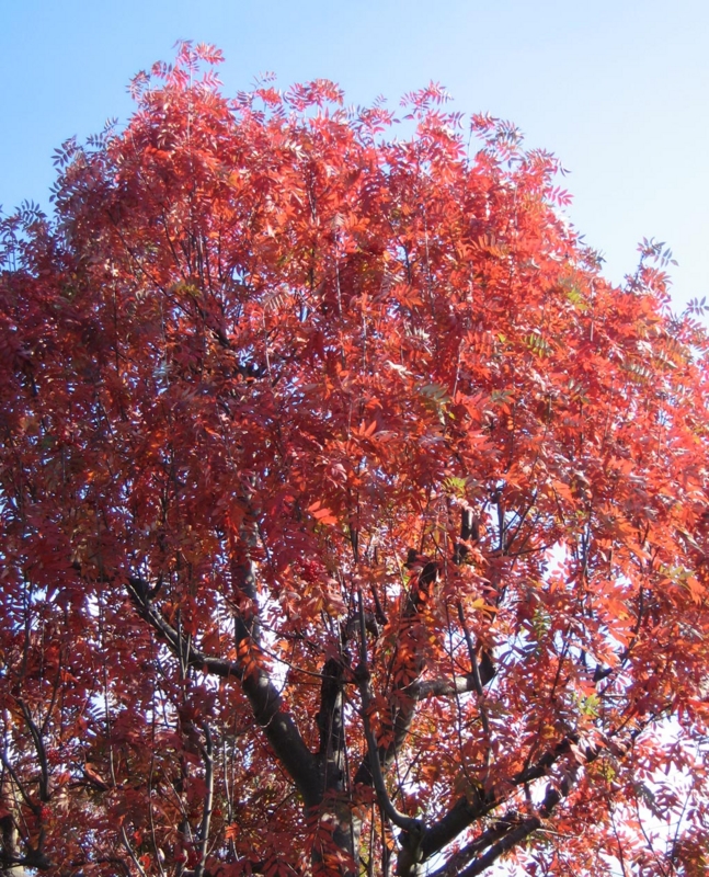 f:id:atarou:20111011170120j:image