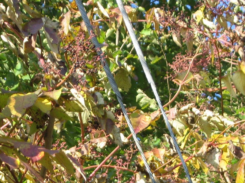 f:id:atarou:20111012065745j:image