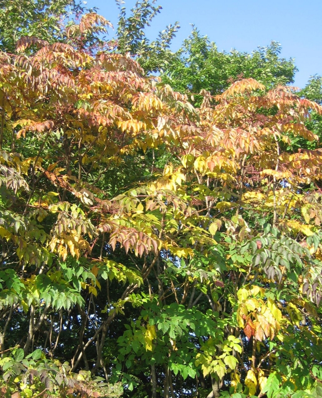 f:id:atarou:20111012065746j:image