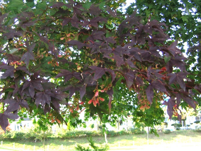 f:id:atarou:20111012065748j:image