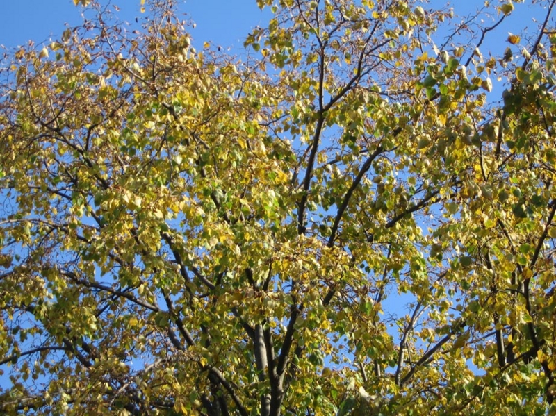 f:id:atarou:20111012070958j:image