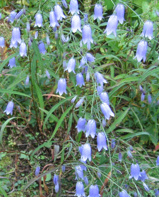 f:id:atarou:20111012201027j:image