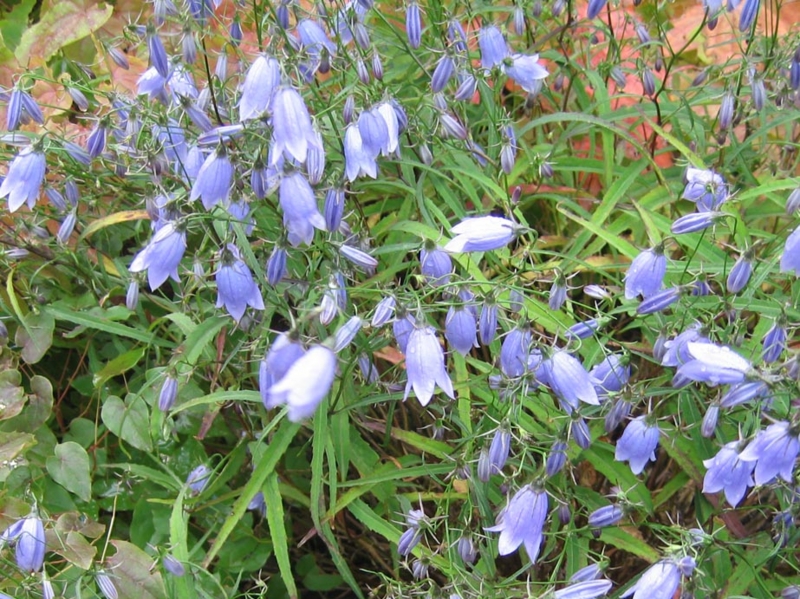f:id:atarou:20111012202409j:image