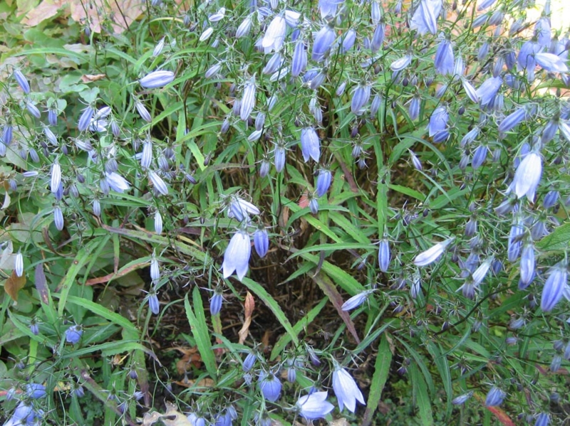 f:id:atarou:20111012202411j:image