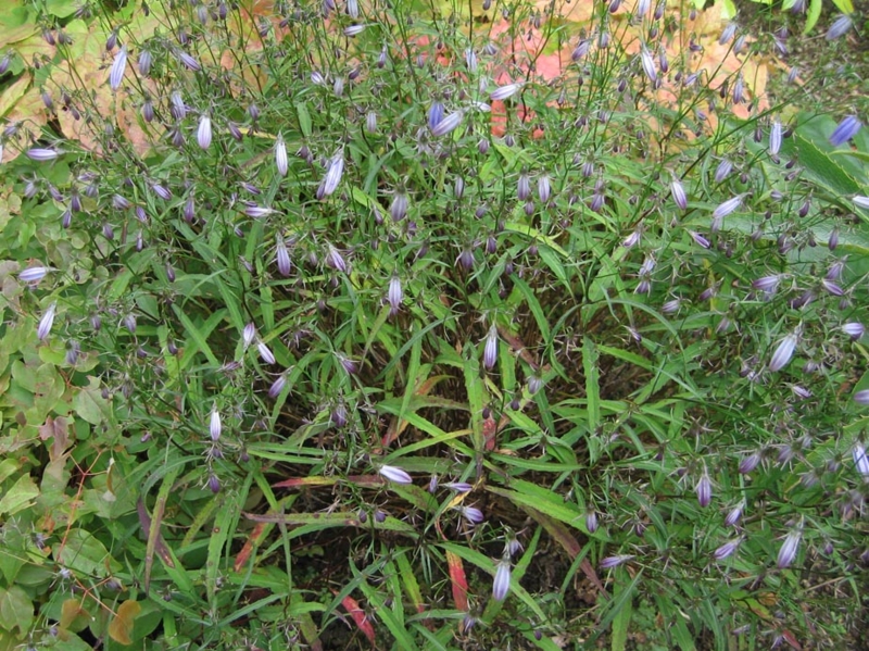 f:id:atarou:20111012202412j:image