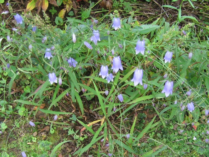 f:id:atarou:20111012202456j:image