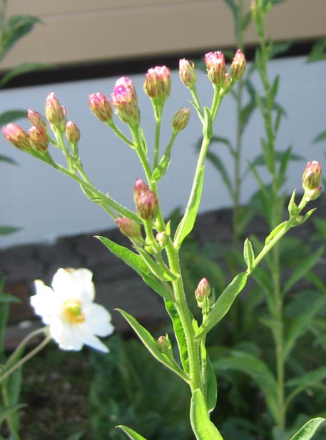 f:id:atarou:20111012203251j:image