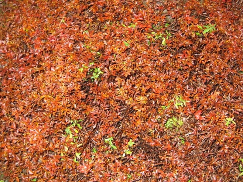 f:id:atarou:20111013064751j:image