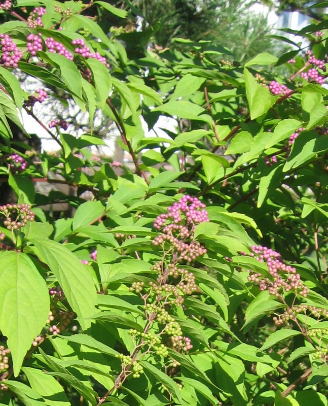 f:id:atarou:20111013190239j:image