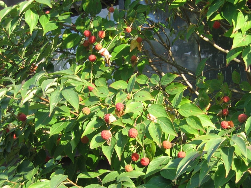f:id:atarou:20111013192026j:image