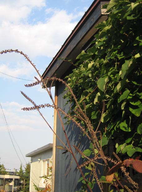 f:id:atarou:20111014055533j:image