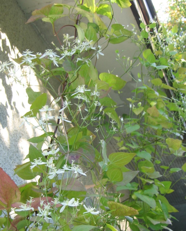 f:id:atarou:20111014055534j:image