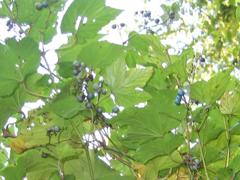 f:id:atarou:20111014055536j:image