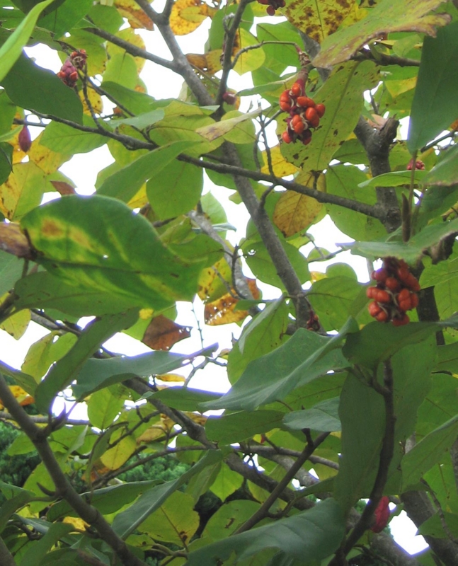 f:id:atarou:20111014174432j:image