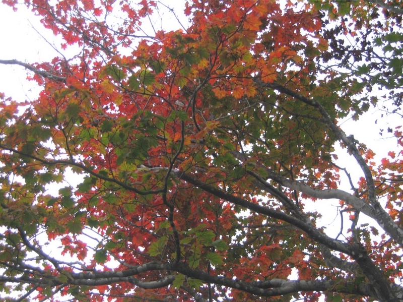 f:id:atarou:20111014180331j:image