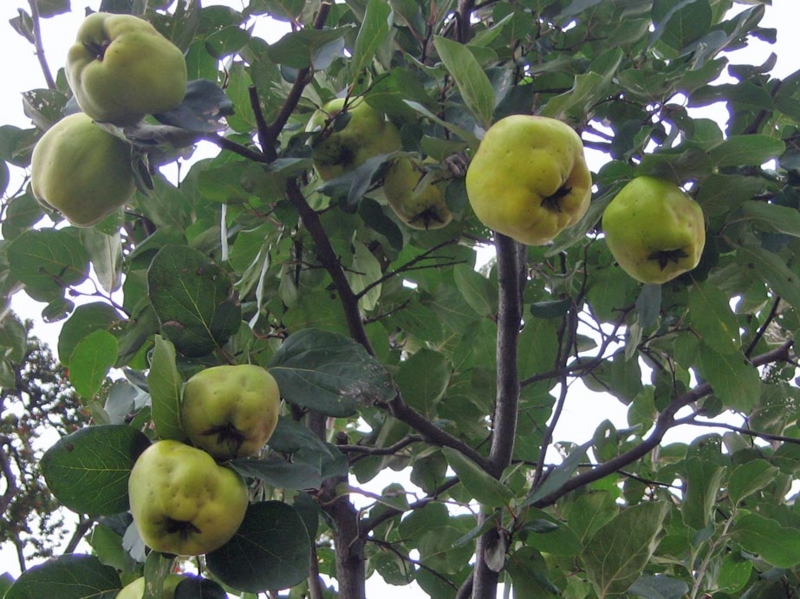 f:id:atarou:20111015052034j:image