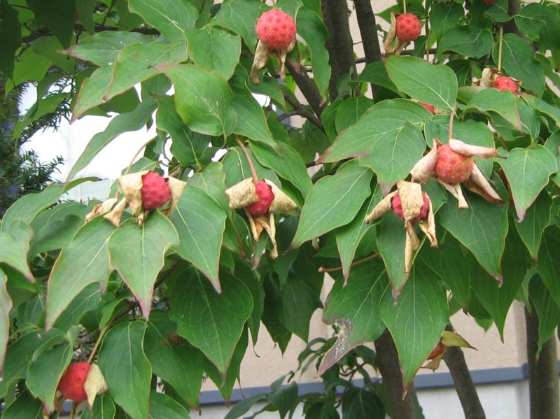 f:id:atarou:20111015052035j:image