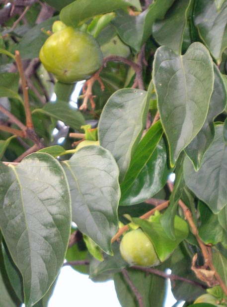 f:id:atarou:20111015054847j:image