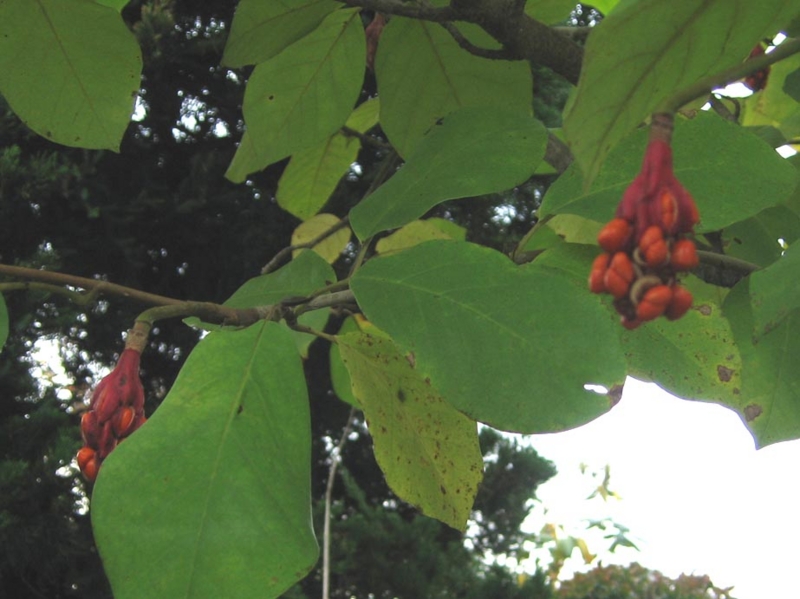 f:id:atarou:20111015060238j:image