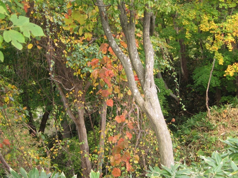 f:id:atarou:20111015083623j:image