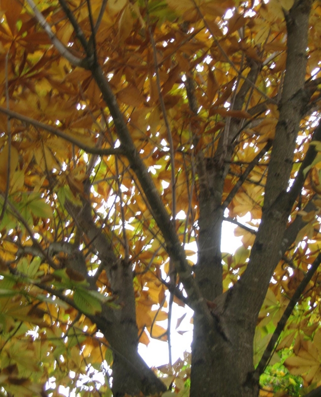 f:id:atarou:20111016065239j:image
