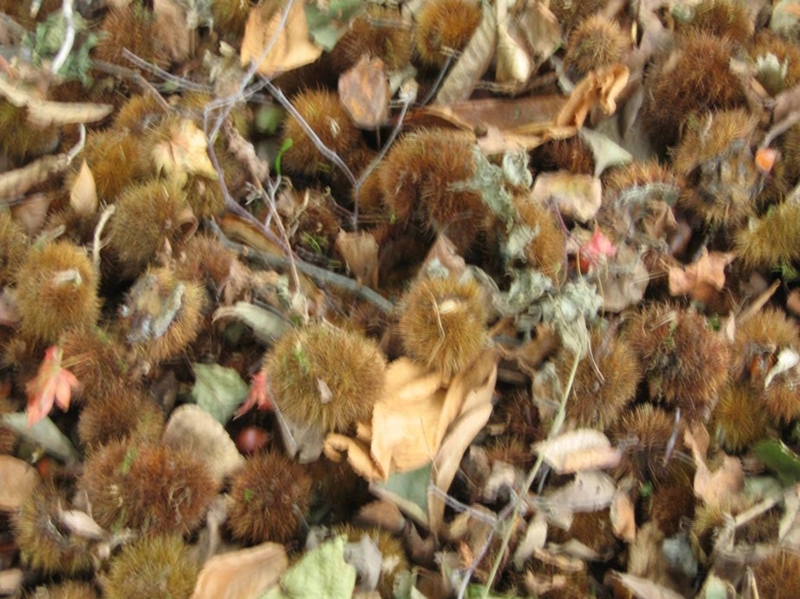 f:id:atarou:20111016065241j:image