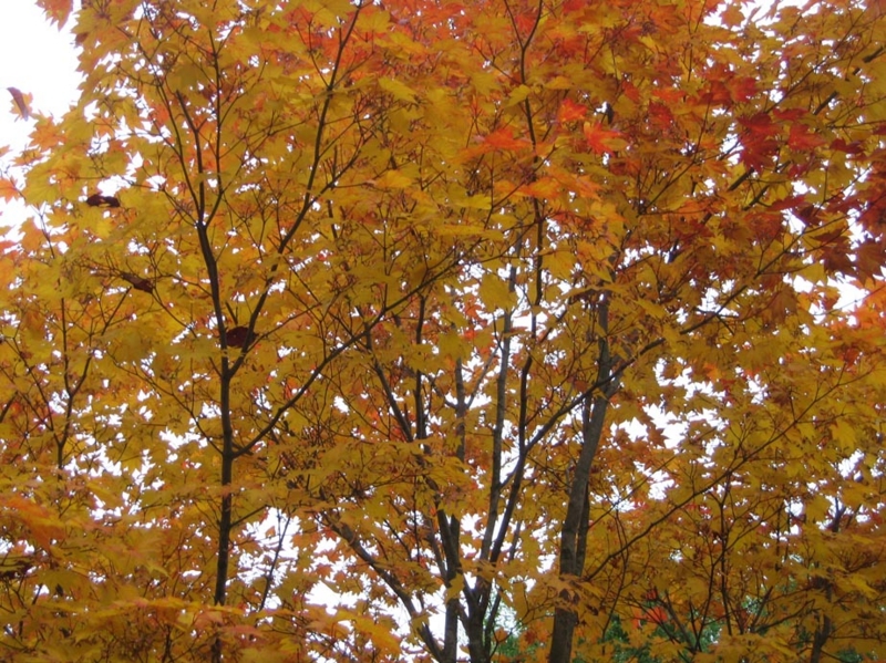 f:id:atarou:20111016065242j:image
