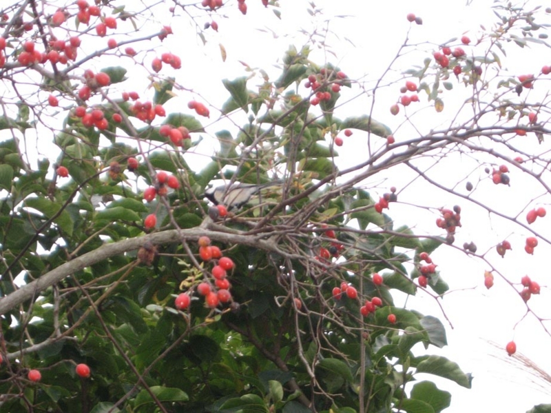 f:id:atarou:20111016070021j:image