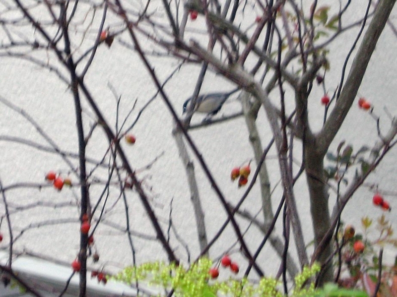 f:id:atarou:20111016070022j:image