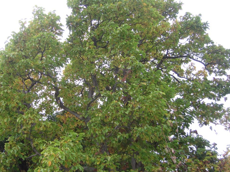 f:id:atarou:20111016071109j:image