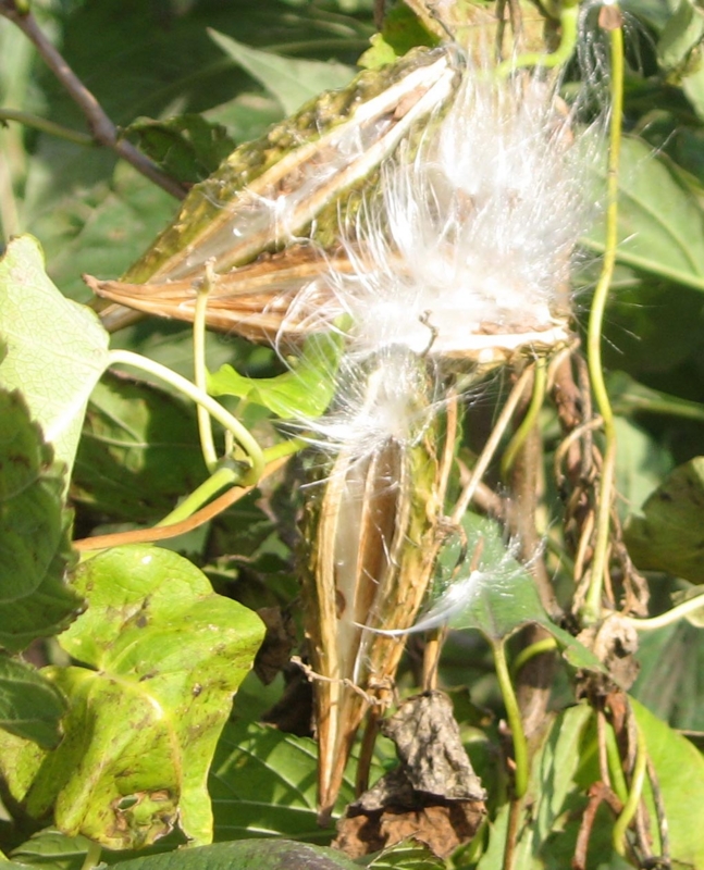 f:id:atarou:20111018071623j:image