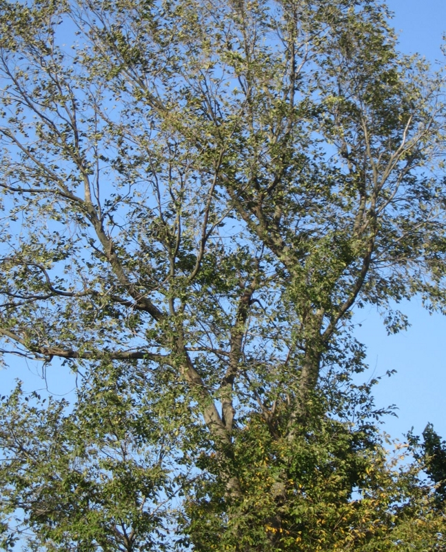 f:id:atarou:20111020060624j:image