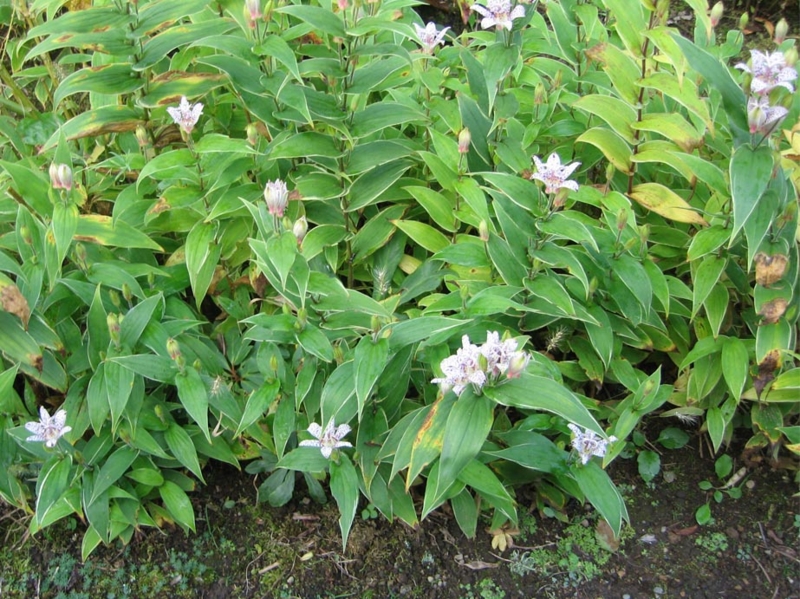 f:id:atarou:20111020061340j:image