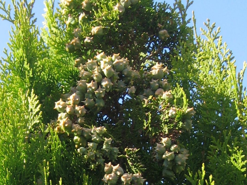 f:id:atarou:20111020062054j:image