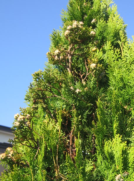 f:id:atarou:20111020062055j:image