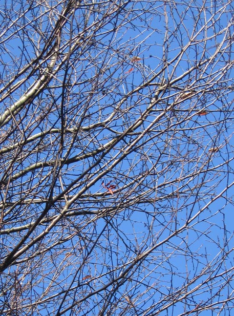 f:id:atarou:20111020063024j:image