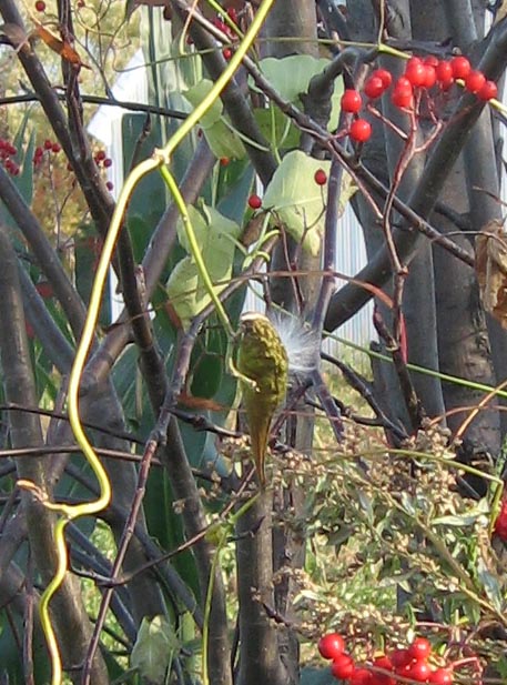 f:id:atarou:20111020065659j:image