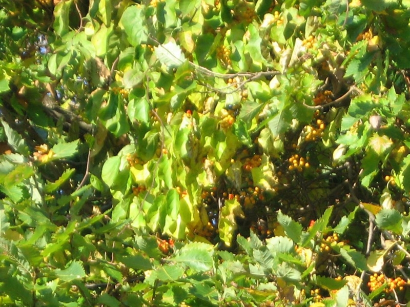 f:id:atarou:20111020065701j:image