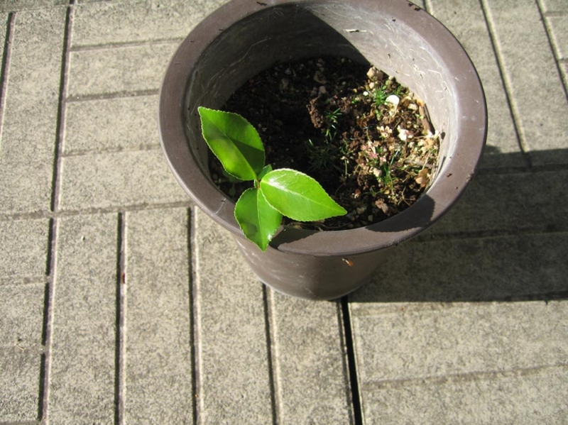 f:id:atarou:20111021193613j:image