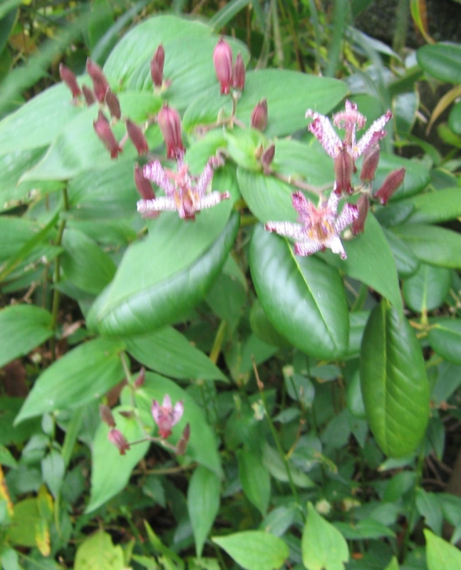 f:id:atarou:20111024174234j:image