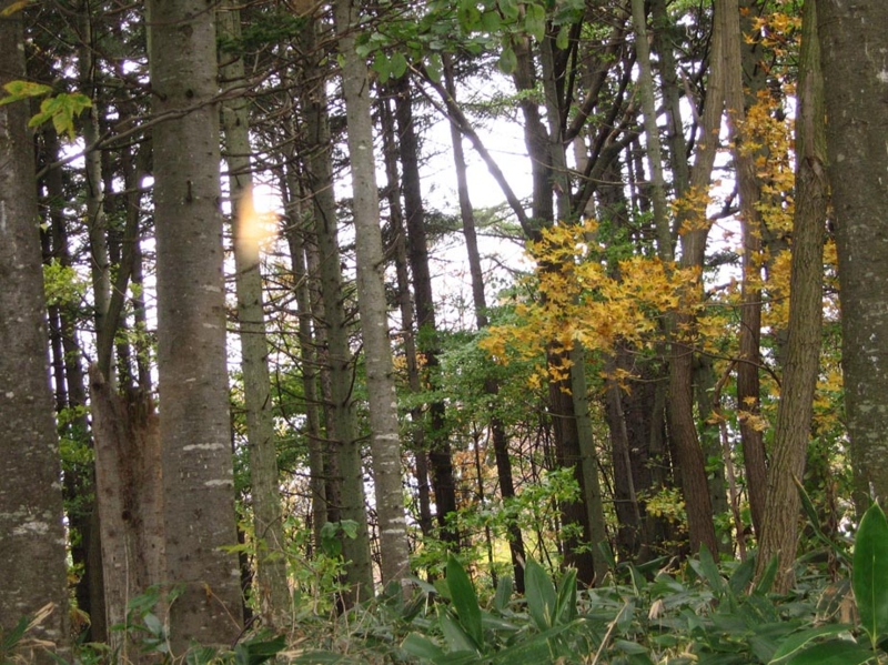 f:id:atarou:20111025070042j:image