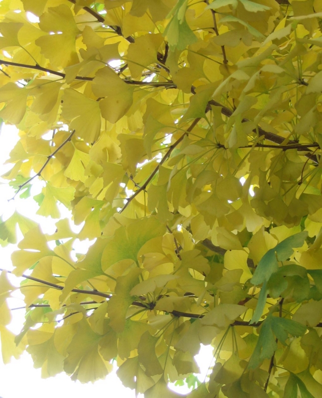 f:id:atarou:20111025070043j:image