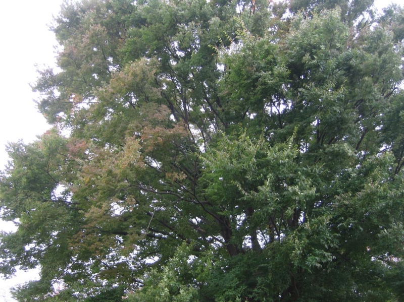 f:id:atarou:20111025071022j:image